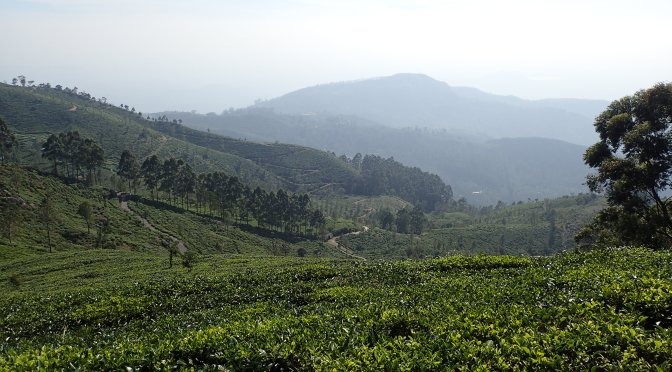 Champs de thé – Sri Lanka