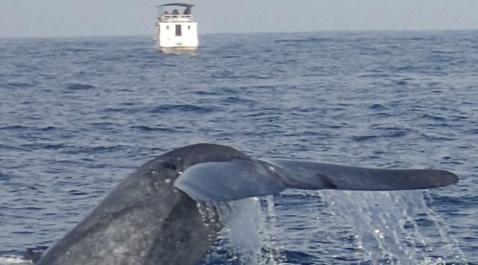 Baleine bleue dans l&rsquo;océan indien