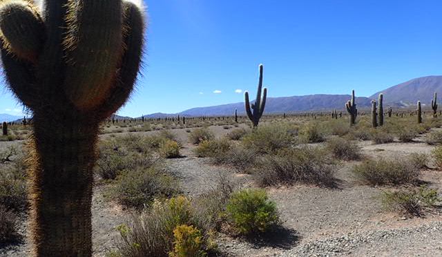 Désert de cactus…