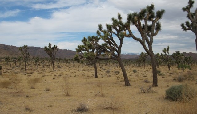Divins Joshua Trees